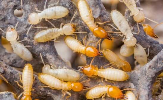 A cluster of termites on a log - Keep termites away from your home with Bug Out in St. Louis