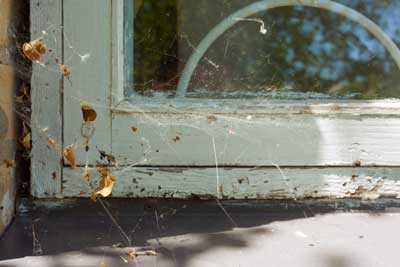 Spider cobwebs formed outside a window - Keep pests away from your home with Bug Out in St. Louis