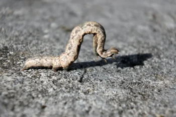 Closeup of an armyworm on a Missouri property