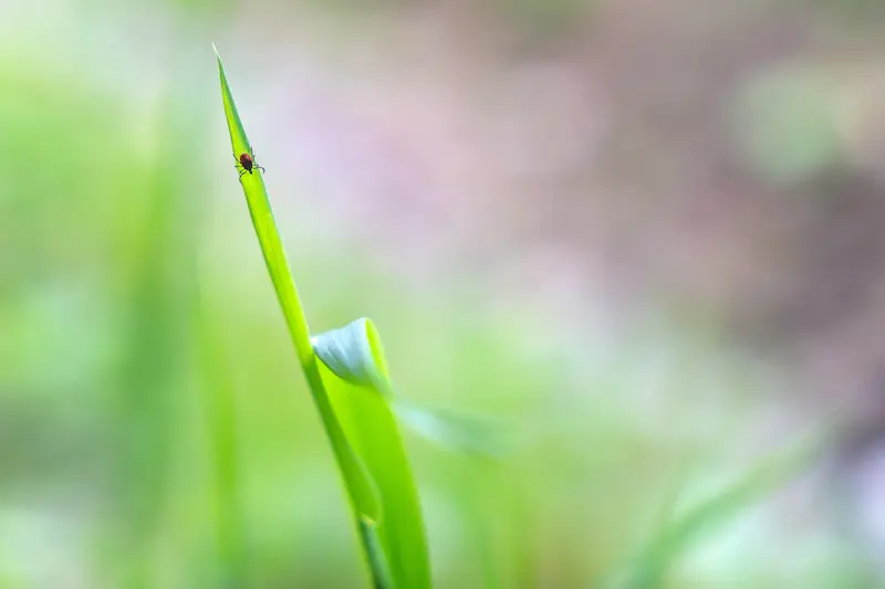 Prevent Ticks Near Your Property
 in your area