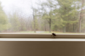 A stink bug on the inside of a window in a home in the wilderness.