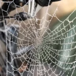 A frosty spider web on a tree outside during the winter.