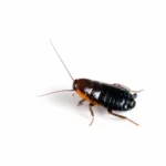 closeup of an Oriental cockroach on a white background