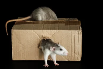 two rats coming out of a box