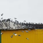 Birds on a commercial building.