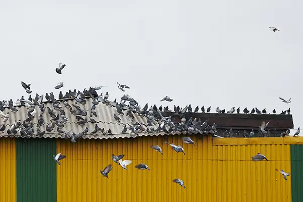 Birds on a commercial building.