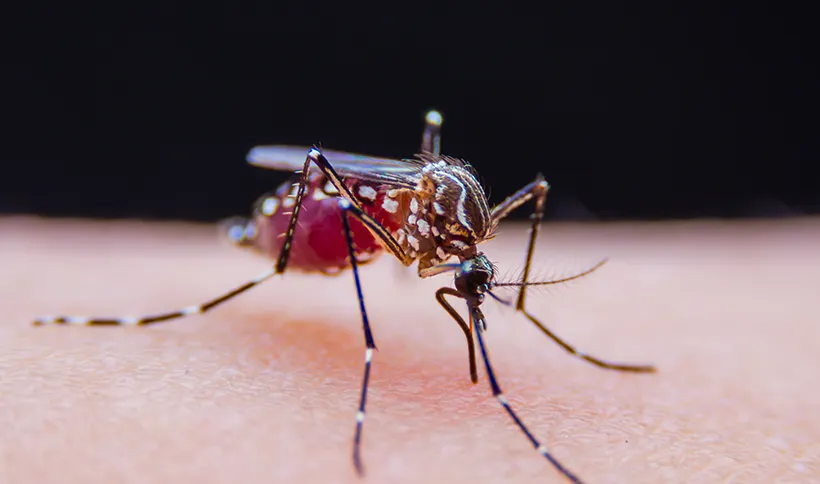 Commercial MosquitoRepellent System in your area