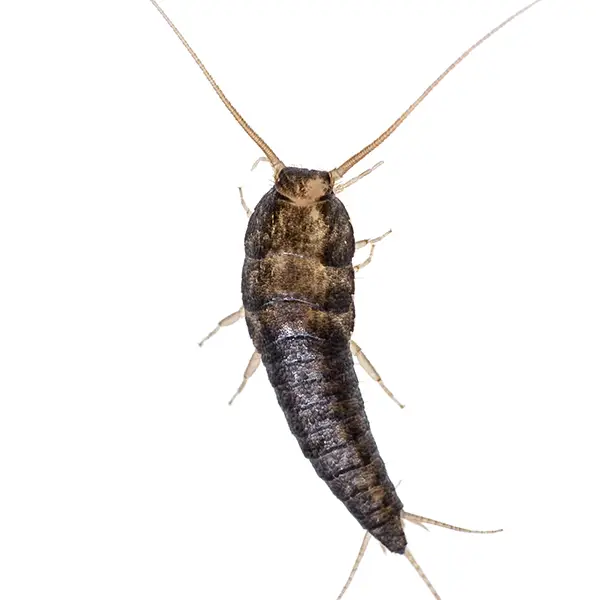 Silverfish on a white background - Keep pests away from your home with Bug Out in Fenton, MI