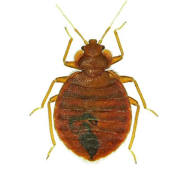 Bed Bug on a white background - Keep pests away from your home with Bug Out in Fenton, MI