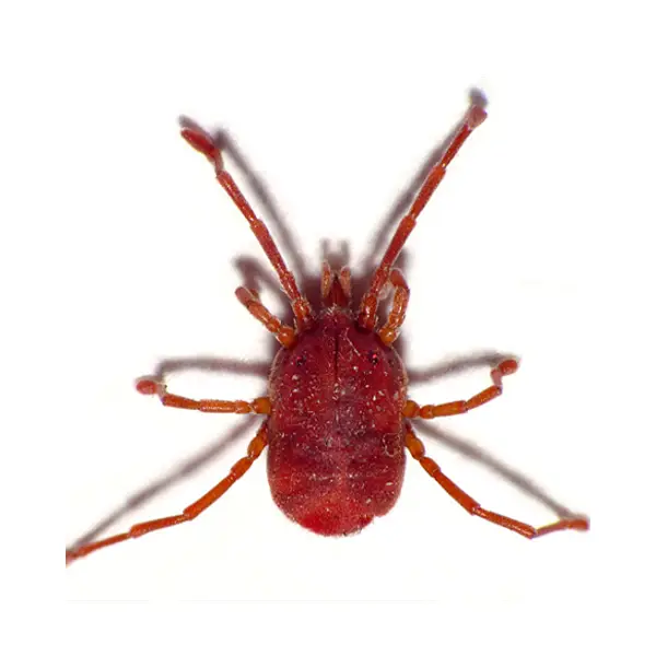 Bird mite on a white background - Keep pests away from your home with Bug Out in Fenton, MI