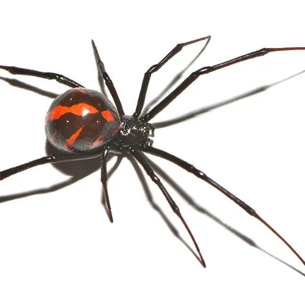 Black widow on a white background - Keep pests away from your home with Bug Out in Fenton, MI