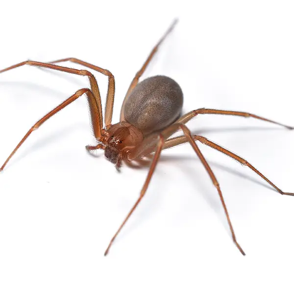 Brown Recluse on a white background - Keep pests away from your home with Bug Out in Fenton, MI