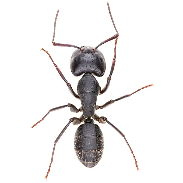 Carpenter ant on a white background - Keep pests away from your home with Bug Out in Fenton, MI