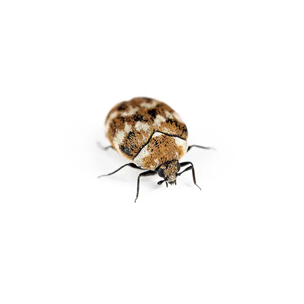 Carpet Beetle on a white background - Keep pests away from your home with Bug Out in Fenton, MI