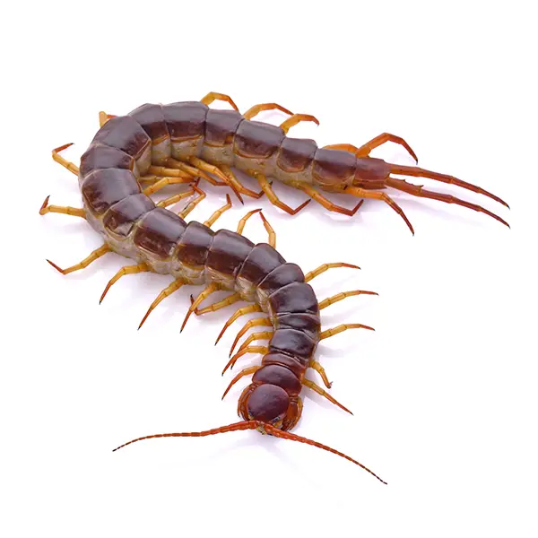 Centipede on a white background - Keep pests away from your home with Bug Out in Fenton, MI