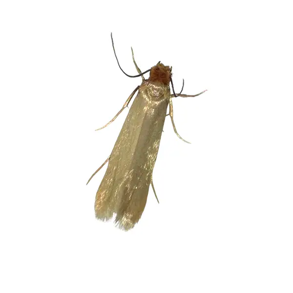 Clothes moth on a white background - Keep pests away from your home with Bug Out in Fenton, MI
