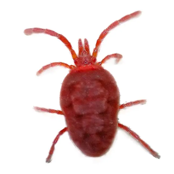 Clover mite on a white background - Keep pests away from your home with Bug Out in Fenton, MI