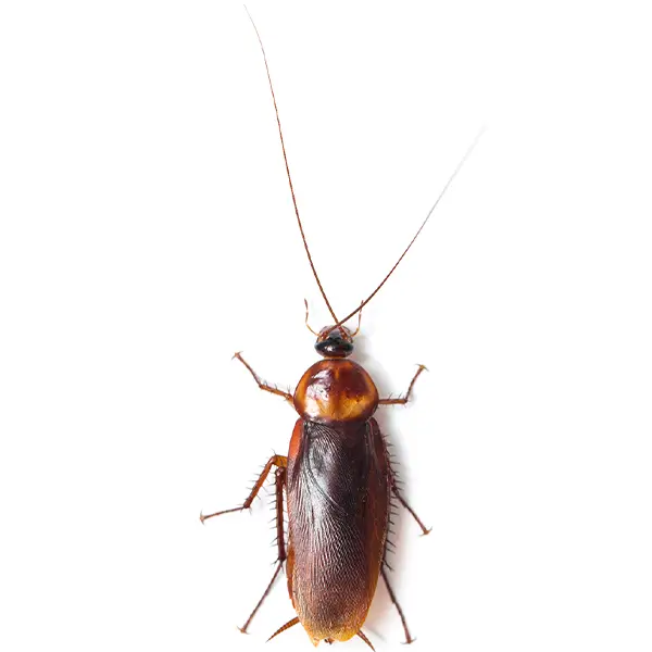 Cockroach on a white background - Keep pests away from your home with Bug Out in Fenton, MI