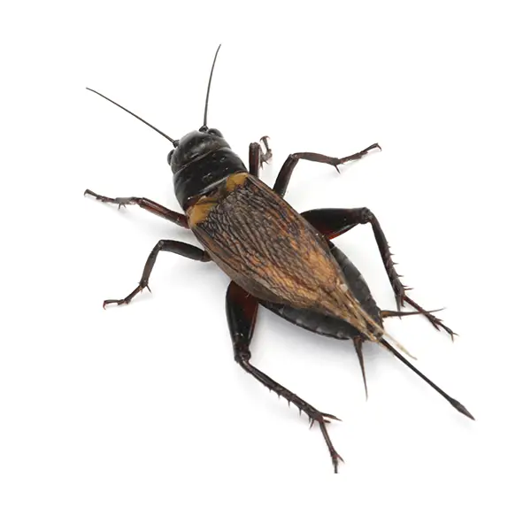 Cricket on a white background - Keep pests away from your home with Bug Out in Fenton, MI