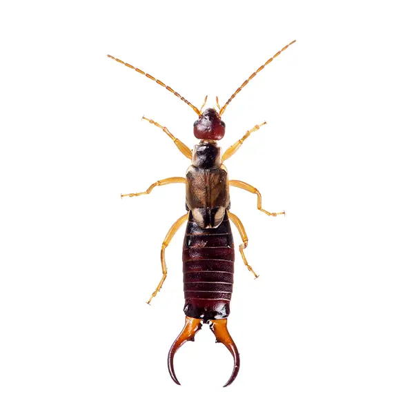 Earwig on a white background - Keep pests away from your home with Bug Out in Fenton, MI