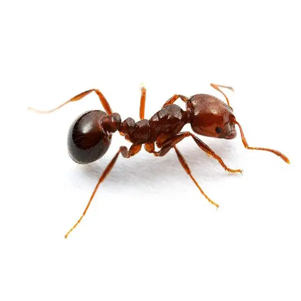 Fire ant on a white background - Keep pests away from your home with Bug Out in Fenton, MI