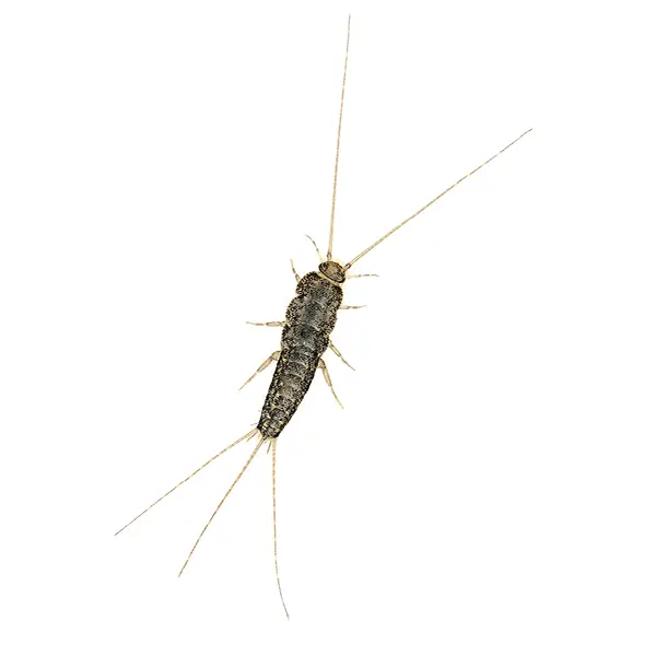 Firebrat on a white background - Keep pests away from your home with Bug Out in Fenton, MI