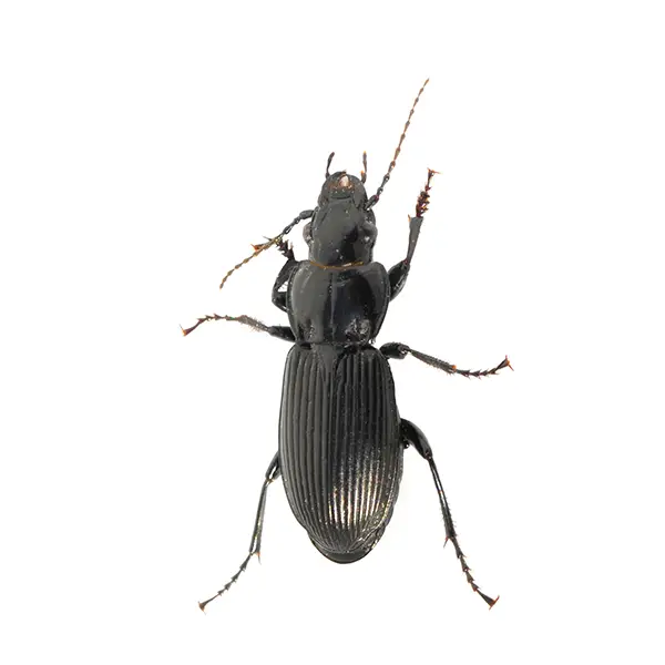 Ground Beetle on a white background - Keep pests away from your home with Bug Out in Fenton, MI