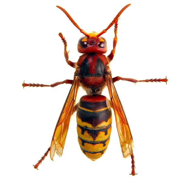 Hornet on a white background - Keep pests away from your home with Bug Out in Fenton, MI