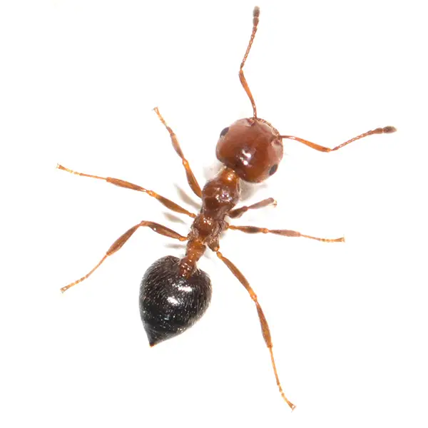 House ant on a white background - Keep pests away from your home with Bug Out in Fenton, MI