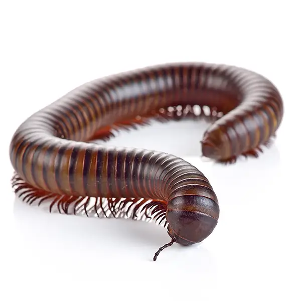 Millipede on a white background - Keep pests away from your home with Bug Out in Fenton, MI