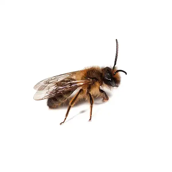 Mining bee on a white background - Keep pests away from your home with Bug Out in Fenton, MI