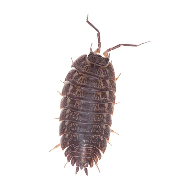Pillbug on a white background - Keep pests away from your home with Bug Out in Fenton, MI
