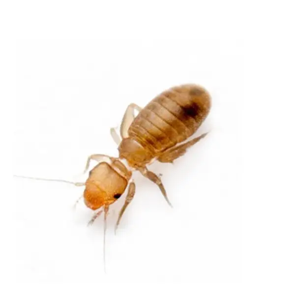 Psocid on a white background - Keep pests away from your home with Bug Out in Fenton, MI