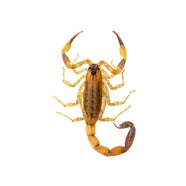 Scorpion on a white background - Keep pests away from your home with Bug Out in Fenton, MI