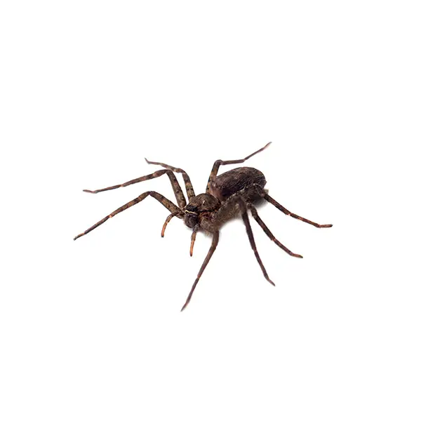 Spider on a white background - Keep pests away from your home with Bug Out in Fenton, MI