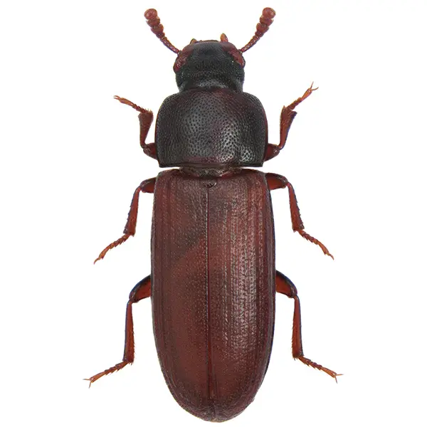 Stored product beetle on a white background - Keep pests away from your home with Bug Out in Fenton, MI
