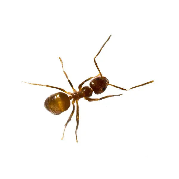 Tawny crazy ant on a white background -Keep pests away from your home with Bug Out in Fenton, MI