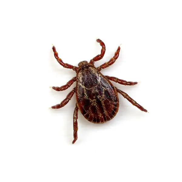 Tick on a white background - Keep pests away from your home with Bug Out in Fenton, MI]