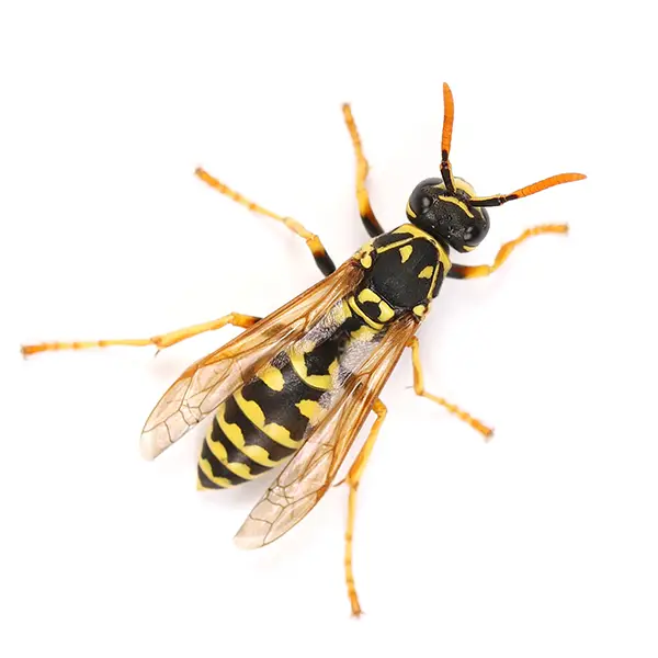 Wasp on a white background - Keep pests away from your home with Bug Out in Fenton, MI