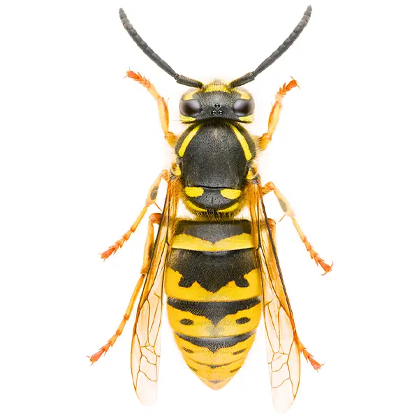Yellowjacket on a white background - Keep pests away from your home with Bug Out in Fenton, MI