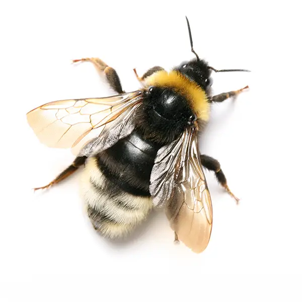 Bumblebee on a white background - Keep pests away from your home with Bug Out in Fenton, MI