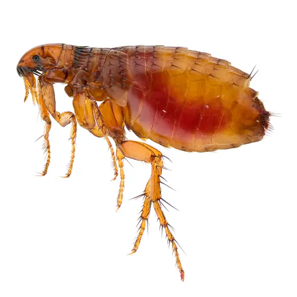 Flea on a white background - Keep pests away from your home with Bug Out in Fenton, MI