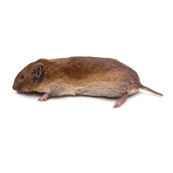 Vole on a white background - Keep pests away from your home with Bug Out in Fenton, MI
