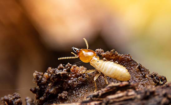 A white termite in the mud - Keep termites away from your home with Bug Out in St. Louis