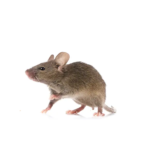 Gray rat on a white background - Keep pests away from your home with Bug Out in Fenton, MI