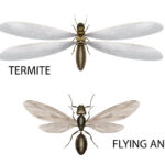 The visual difference between a termite and a flying ant - Keep termites and flying ants out of your home with Bug Out in St. Louis MO