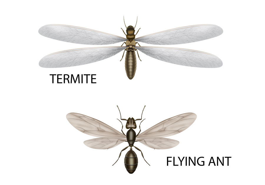 The visual difference between a termite and a flying ant - Keep termites and flying ants out of your home with Bug Out in St. Louis MO