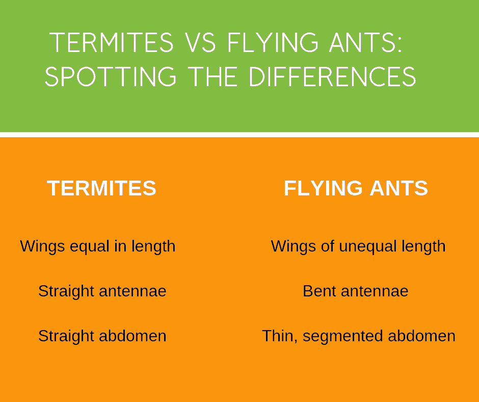 termite vs flying at infographic in St. Louis |  Bug Out