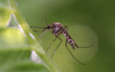 Mosquito on a droplet of water - Keep mosquitos away from your home with Bug Out in St. Louis