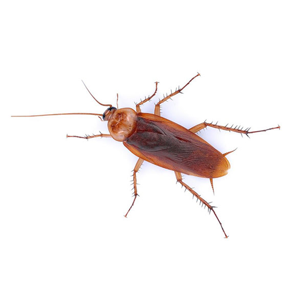 An American Cockroach against a white background - Keep American Cockroaches away from your home with Bug Out in St. Louis.